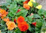 Begonia расте от семена и резници отглеждане, грижи, грудки съхранение