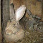 Descrierea rasei flandere belgiană, particularitățile conținutului, creșterea animalelor