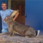 Descrierea rasei flandere belgiană, particularitățile conținutului, creșterea animalelor