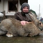 Descrierea rasei flandere belgiană, particularitățile conținutului, creșterea animalelor