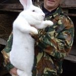 Descrierea rasei flandere belgiană, particularitățile conținutului, creșterea animalelor