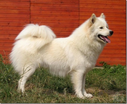 Albă-ninsoare pufos vesel inteligent Samoyed Laika, Nicolletto