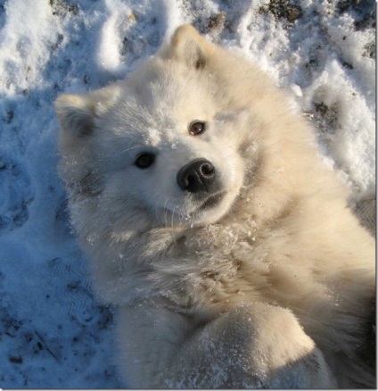 Albă-ninsoare pufos vesel inteligent Samoyed Laika, Nicolletto