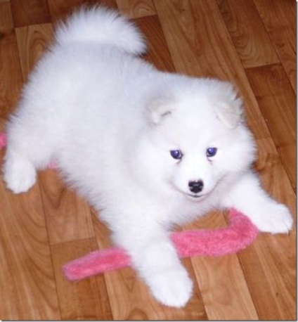 Albă-ninsoare pufos vesel inteligent Samoyed Laika, Nicolletto