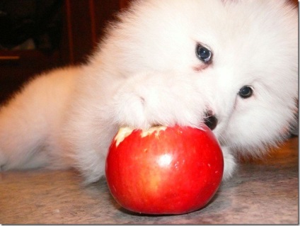 Albă-ninsoare pufos vesel inteligent Samoyed Laika, Nicolletto