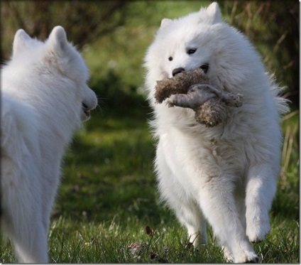 Albă-ninsoare pufos vesel inteligent Samoyed Laika, Nicolletto