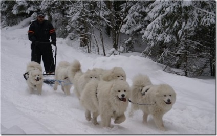 Albă-ninsoare pufos vesel inteligent Samoyed Laika, Nicolletto