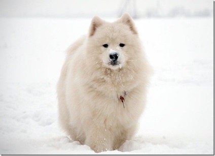 Albă-ninsoare pufos vesel inteligent Samoyed Laika, Nicolletto