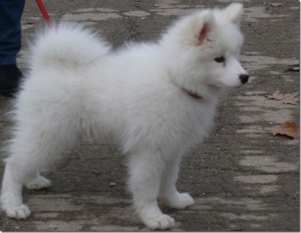 Alb-pufos pufos vesel inteligent Samoyed Laika, Nicolletto