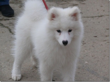 Albă-ninsoare pufos vesel inteligent Samoyed Laika, Nicolletto