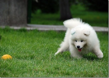 Albă-ninsoare pufos vesel inteligent Samoyed Laika, Nicolletto