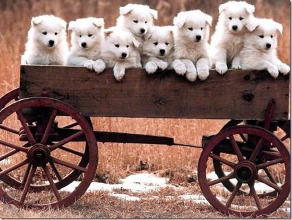 Hófehér, bolyhos vidám okos Samoyed Laika, Nicolletto