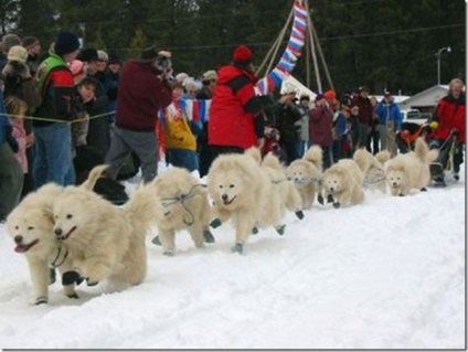 Albă-ninsoare pufos vesel inteligent Samoyed Laika, Nicolletto