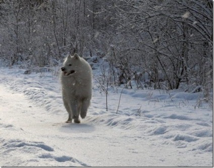 Alb-pufos pufos vesel inteligent Samoyed Laika, Nicolletto