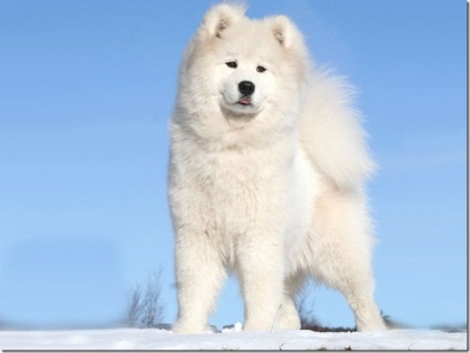 Alb-pufos pufos vesel inteligent Samoyed Laika, Nicolletto