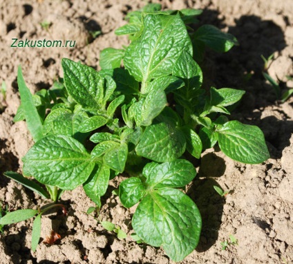 Mijloace biologice de protectie a plantelor, zona cabana