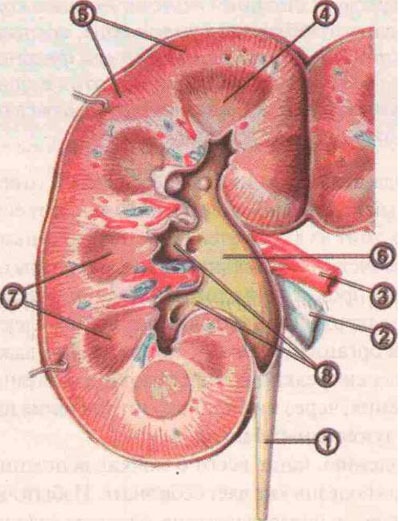 Care este blocul de rinichi?