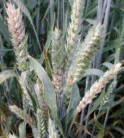 Fusarium tratamentul bolii, fotografie, descriere, lupta cu fusarioza de grâu și plante,