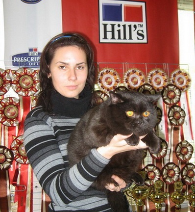 Pisica britanica - pisica britanica - pretul pisicii negre britanice - pisici masculine