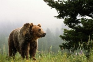Ursul brun - supraviețuire în sălbăticie și situații extreme