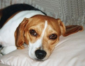 Gyakori beagle betegség