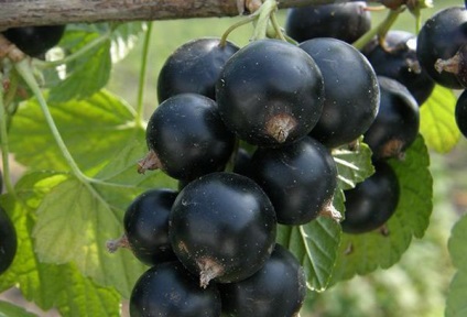 Coacăz negru - beneficii pentru sănătate și daune, efectul fructelor de padure asupra organismului
