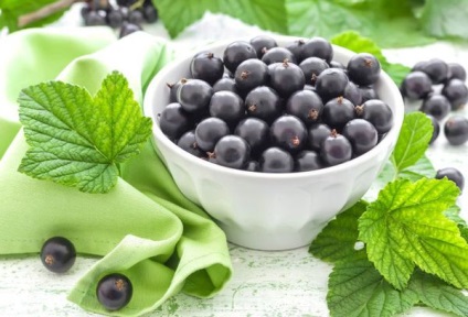Coacăz negru - beneficii pentru sănătate și daune, efectul fructelor de padure asupra organismului