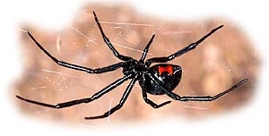 Vaduva neagră (latrodectus mactans), văduvă neagră, păianjeni de lup, zona de colorare, web dimensiune otravă