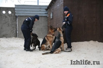 Négylábú mentőkutya rakodók hogyan Izhevsk kiképzett kutyák keresni az emberek - a hírek Izsevszki és