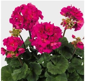 Ahhoz, hogy kérjük a Pelargonium virágzás, ameddig csak lehet