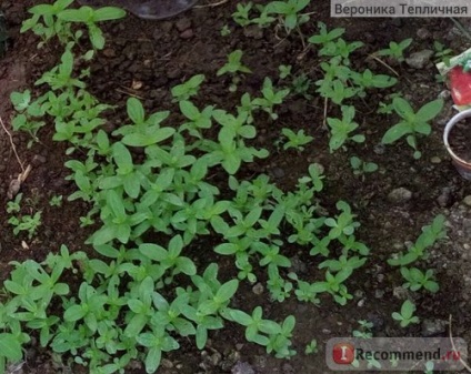 Zinnia - „minden, hogy nem slomlet - hogy erősebb! Csodálatos Majors (zinnia)! „Vélemények