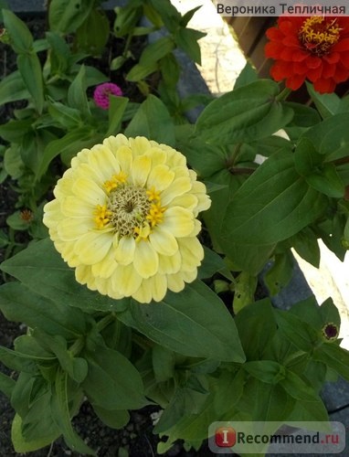 Zinnia - 