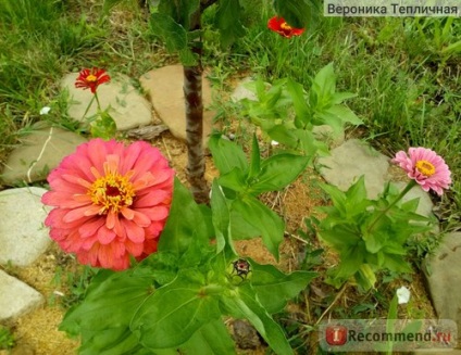 Zinnia - 