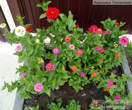 Zinnia - 