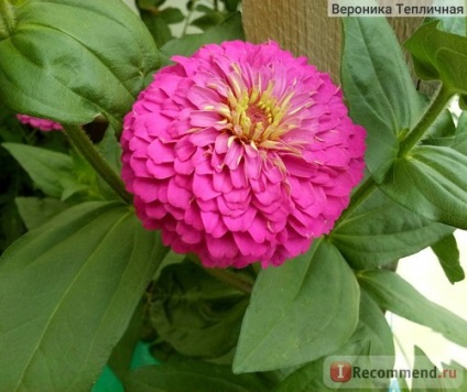 Zinnia - 