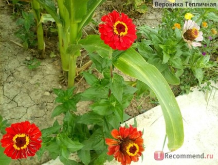 Zinnia - 