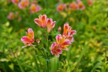 Alstroemeria virágok fotó leírás, fajta, a termesztési feltételek és mosási utasításokat
