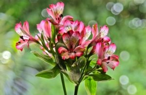 Alstroemeria virágok fotó leírás, fajta, a termesztési feltételek és mosási utasításokat