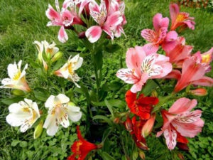 Alstroemeria descriere fotografie flori, soiuri, condiții de creștere și recomandări de îngrijire
