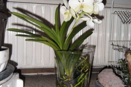 Îngrijirea florilor vând și cresc acasă într-o vază de sticlă