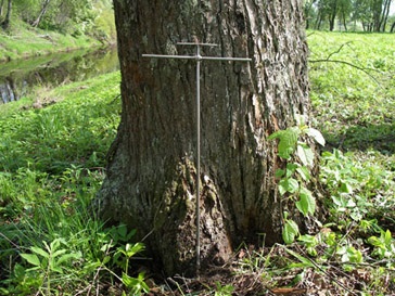 Diagnosticarea lemnului din copaci