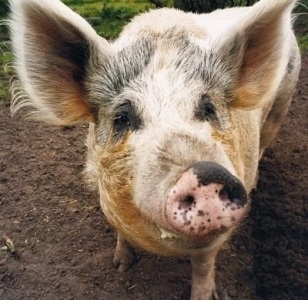 Animale de companie - cum să hrănești un porc
