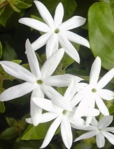 Acasă flori iasomie interioară (polyantom) îngrijire la domiciliu