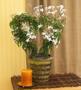 Acasă flori iasomie interioară (polyantom) îngrijire la domiciliu