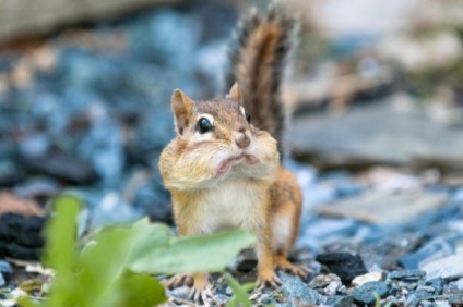 Emoțiile animalelor - emoții ale bucuriei animalelor, emoții ale animalelor