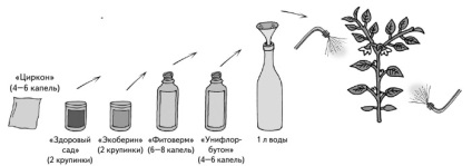 Formarea și etapele de dezvoltare a tomatelor