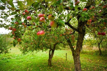 Formarea pomilor fructiferi prin încovoiere fără tăiere -