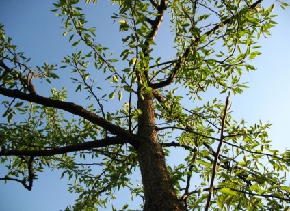Formarea pomilor fructiferi prin încovoiere fără tăiere -