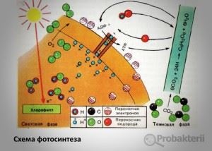 Bacteriile fotosintetice ceea ce este, care sunt primele