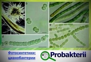 Bacteriile fotosintetice ceea ce este, care sunt primele
